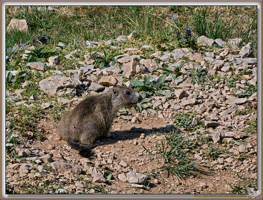 MARMOTTES